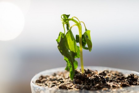Air trop sec plantes déssechées